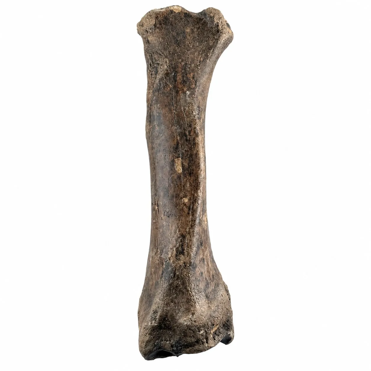 Radio izquierdo de bisonte (Bison antiquus) 31 x 9 cm