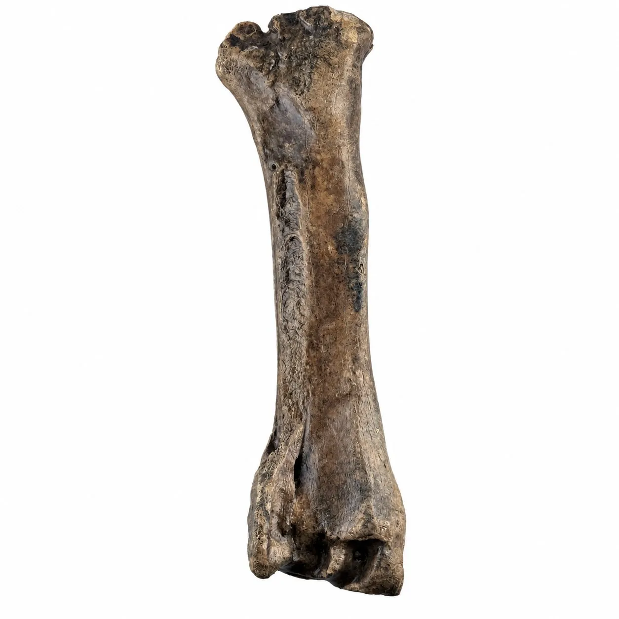 Radio izquierdo de bisonte (Bison antiquus) 31 x 9 cm
