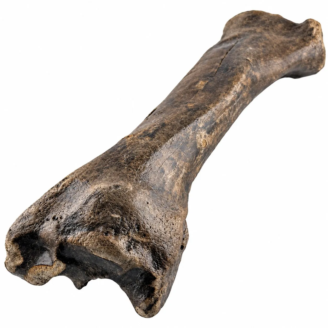 Radio izquierdo de bisonte (Bison antiquus) 31 x 9 cm