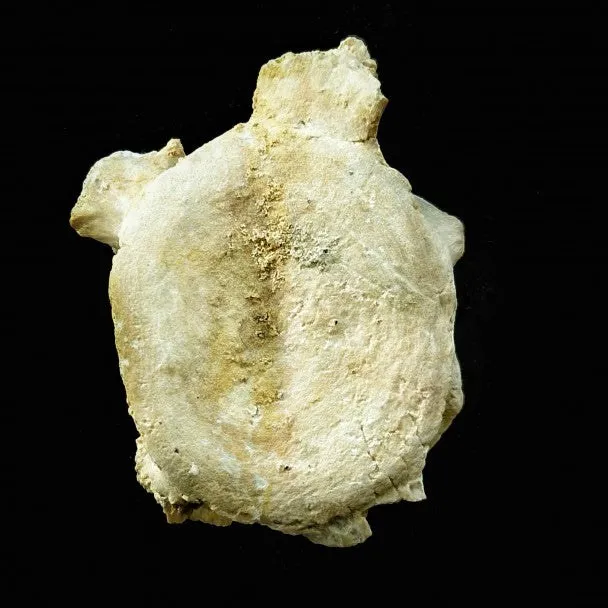 Vertebra De Basilosaurio 4x5 cm