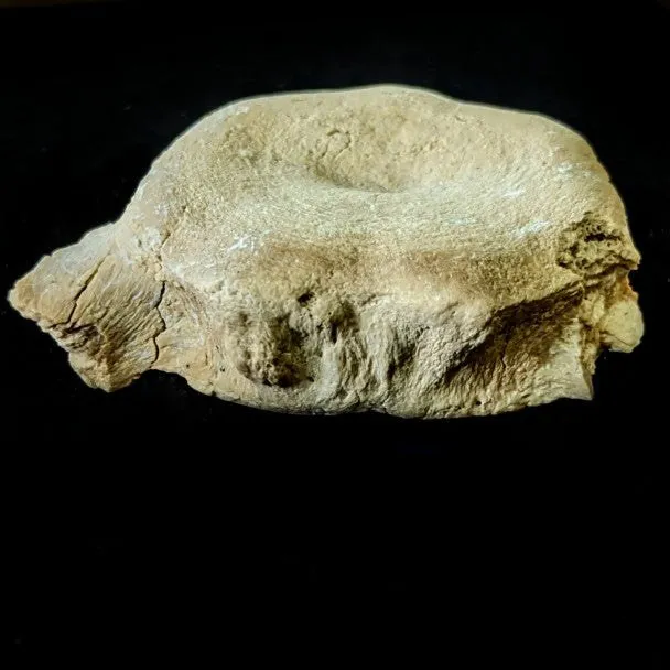 Vertebra De Basilosaurio 4x5 cm
