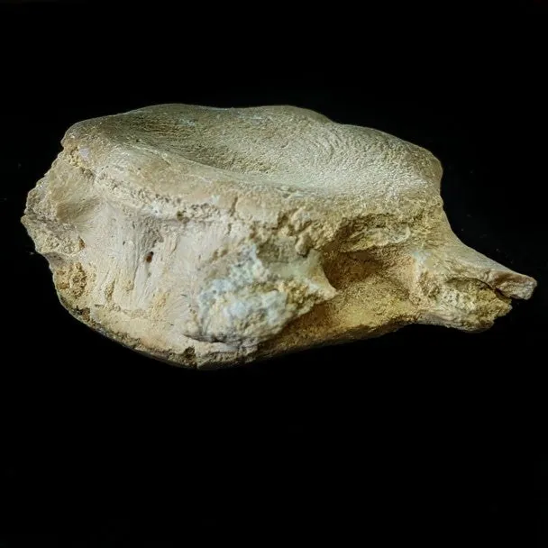 Vertebra De Basilosaurio 4x5 cm