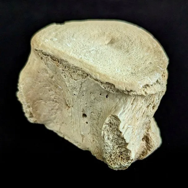 Basilosaurio