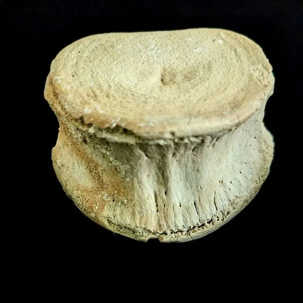 Vertebra De Basilosaurio 6x4 mm
