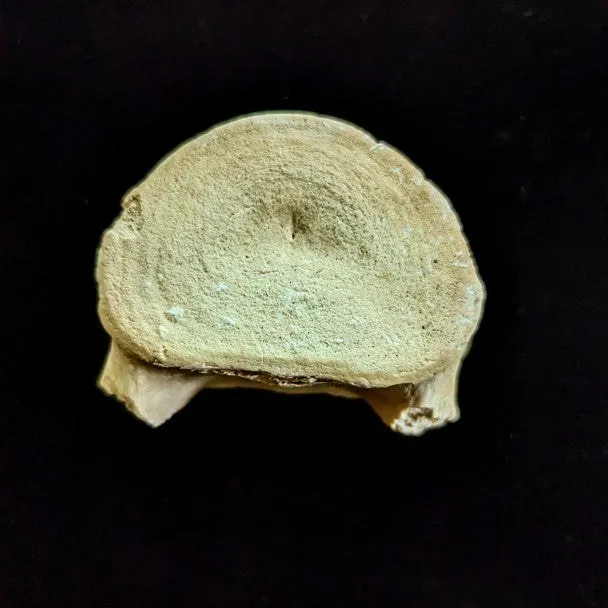 Vertebra De Basilosaurio 6x4 mm
