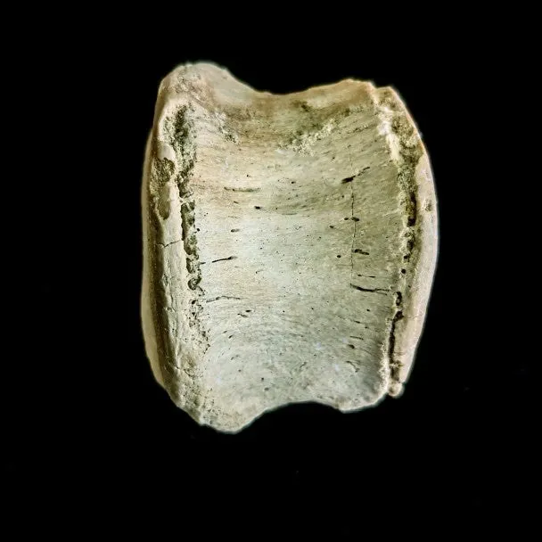 Vertebra De Basilosaurio 6x4 mm