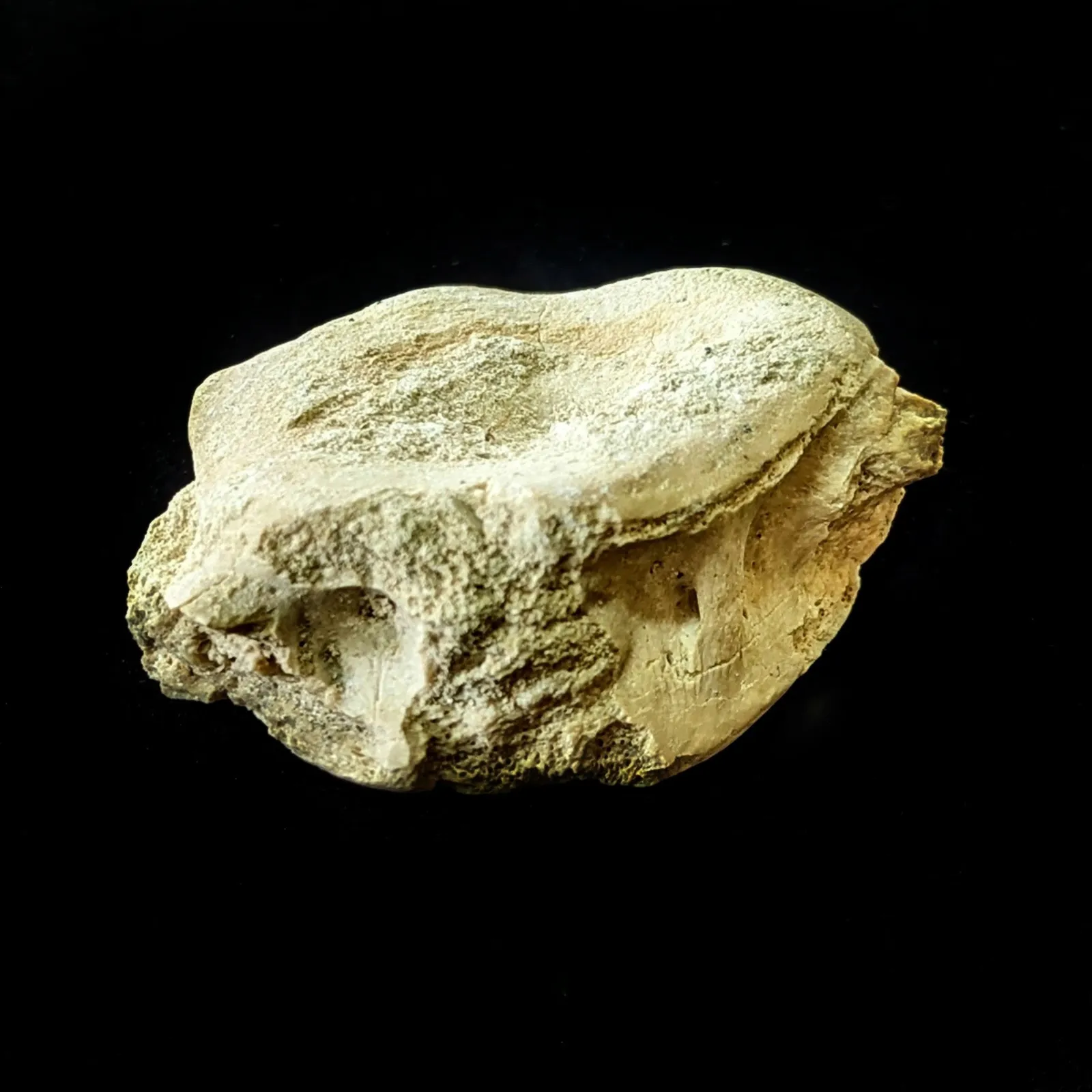 Vertebra De Basilosaurio