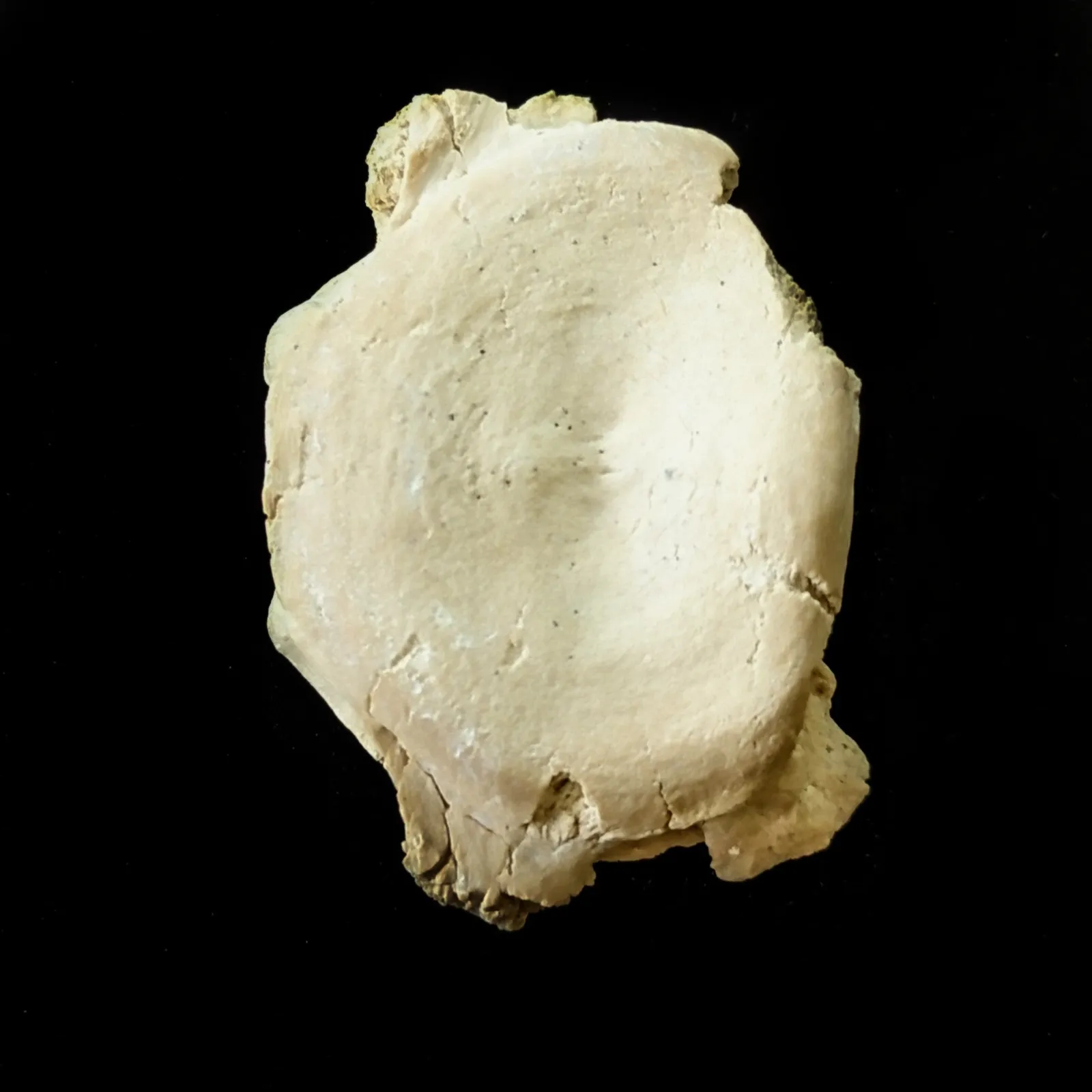 Vertebra De Basilosaurio