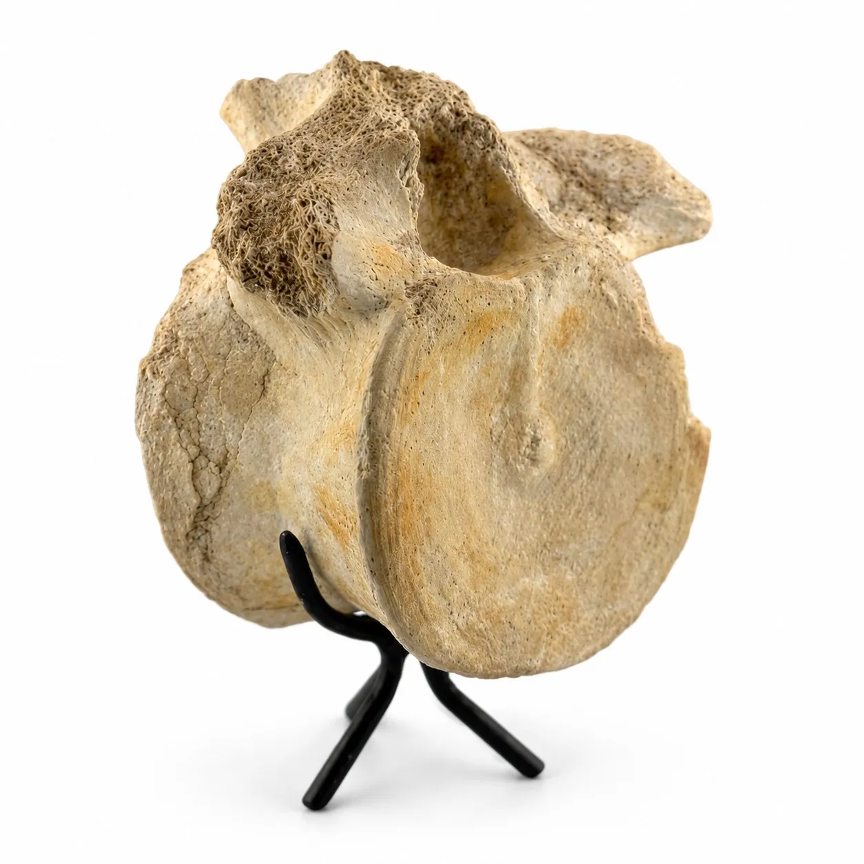 Vértebra Fósil de Zarafasaura oceanis 14 cm