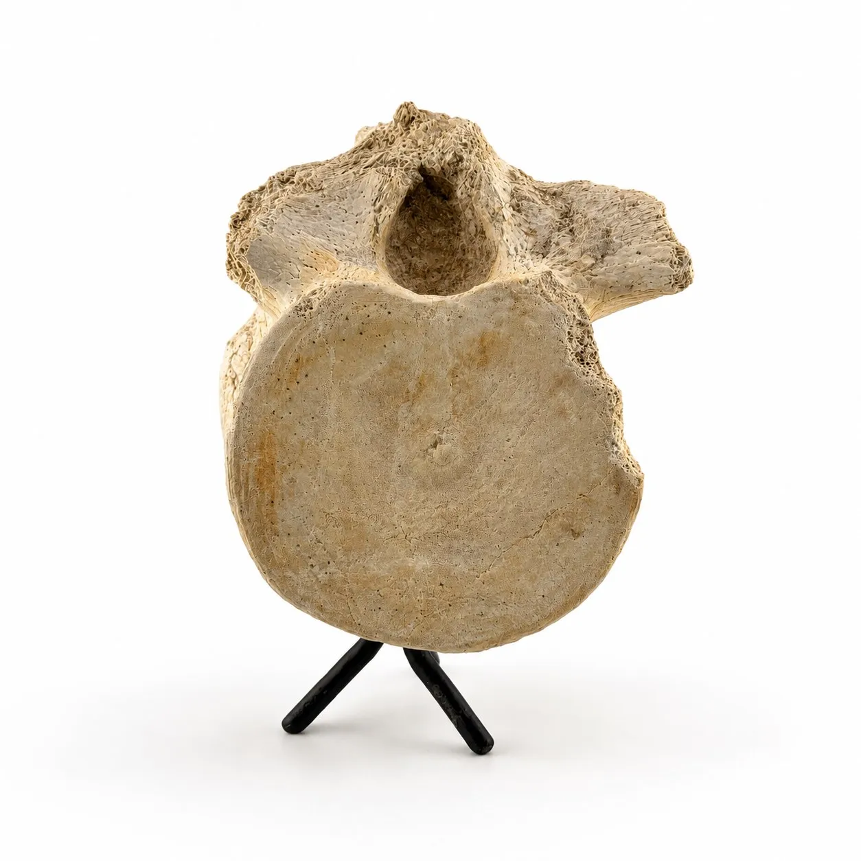 Vértebra Fósil de Zarafasaura oceanis 14 cm