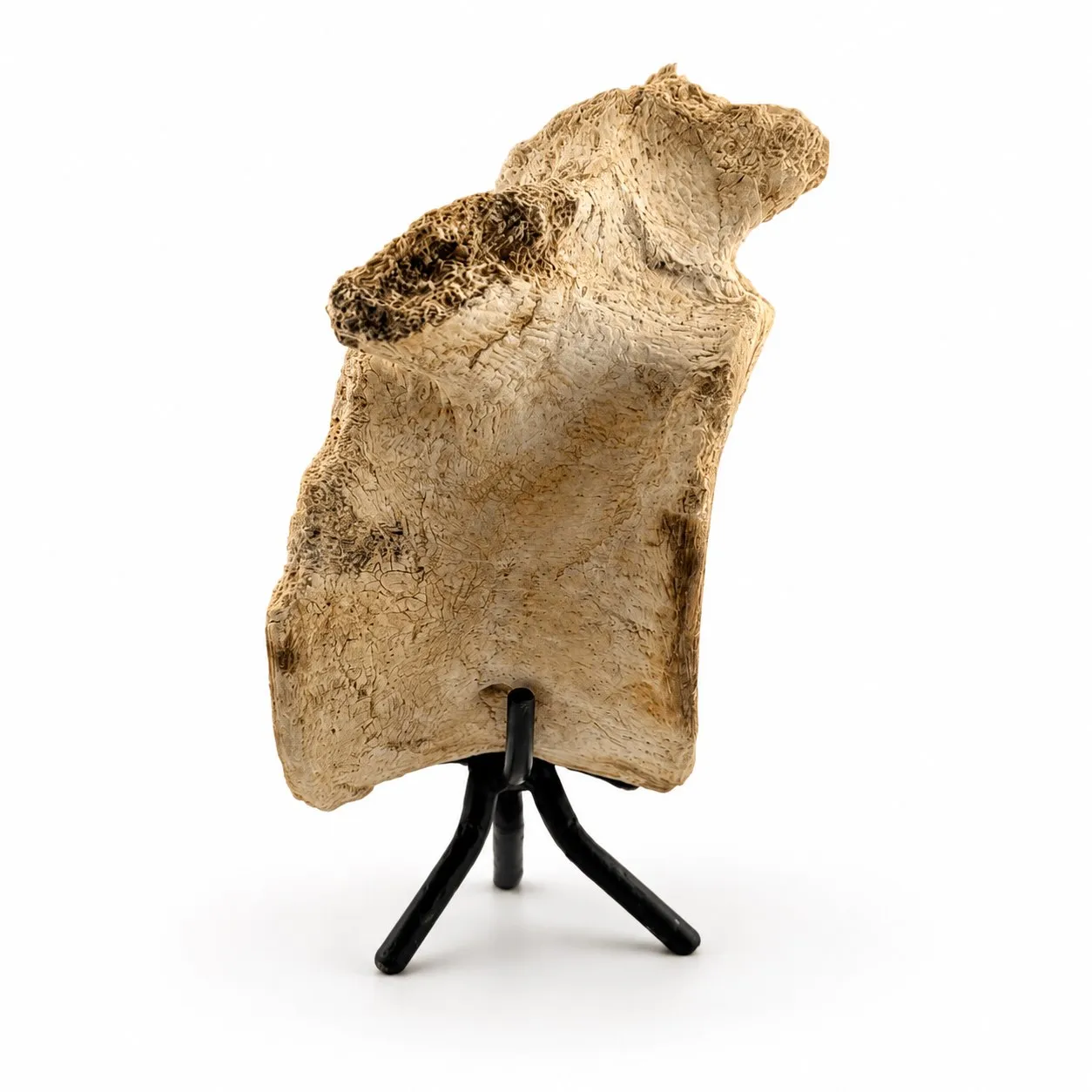 Vértebra Fósil de Zarafasaura oceanis 14 cm