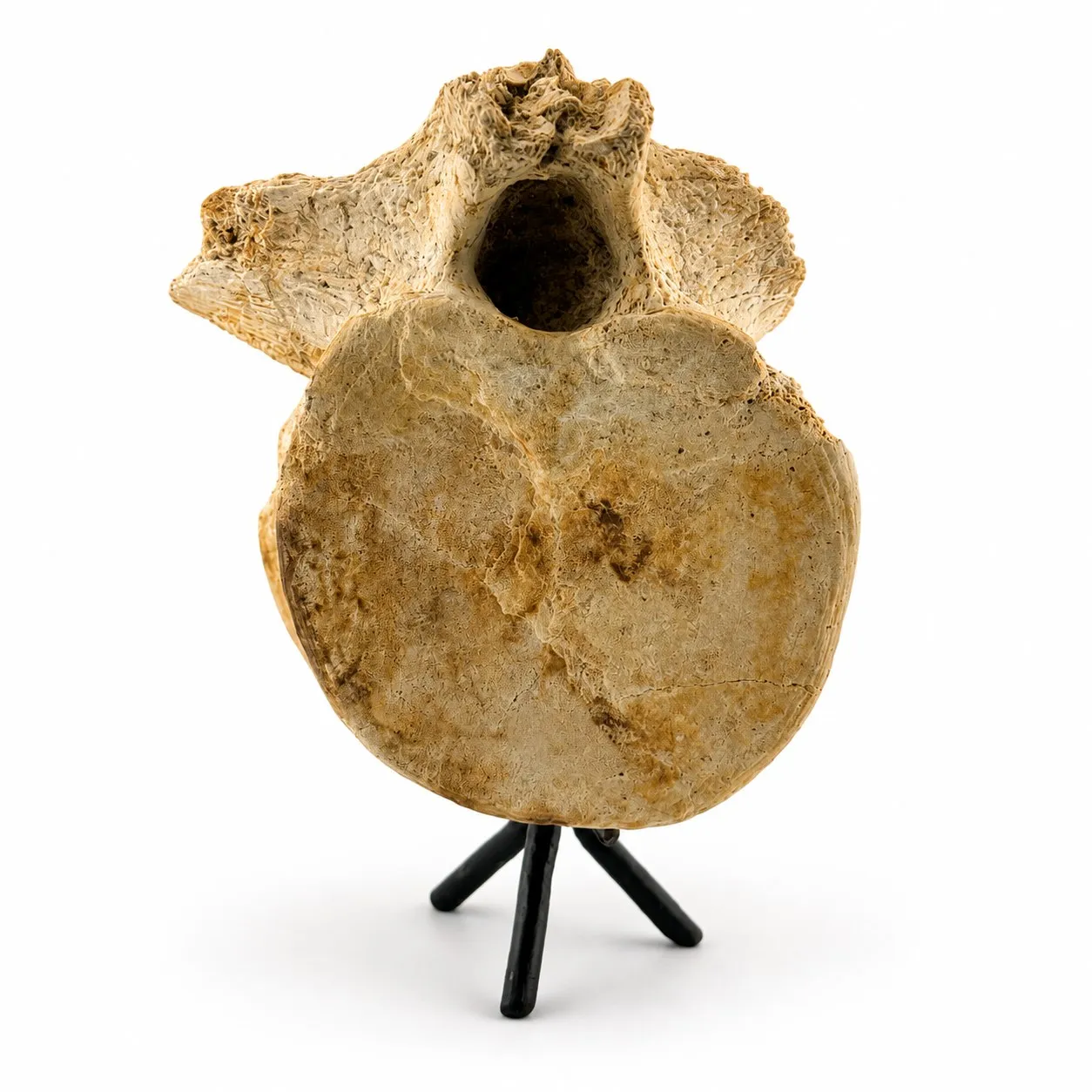 Vértebra Fósil de Zarafasaura oceanis 14 cm