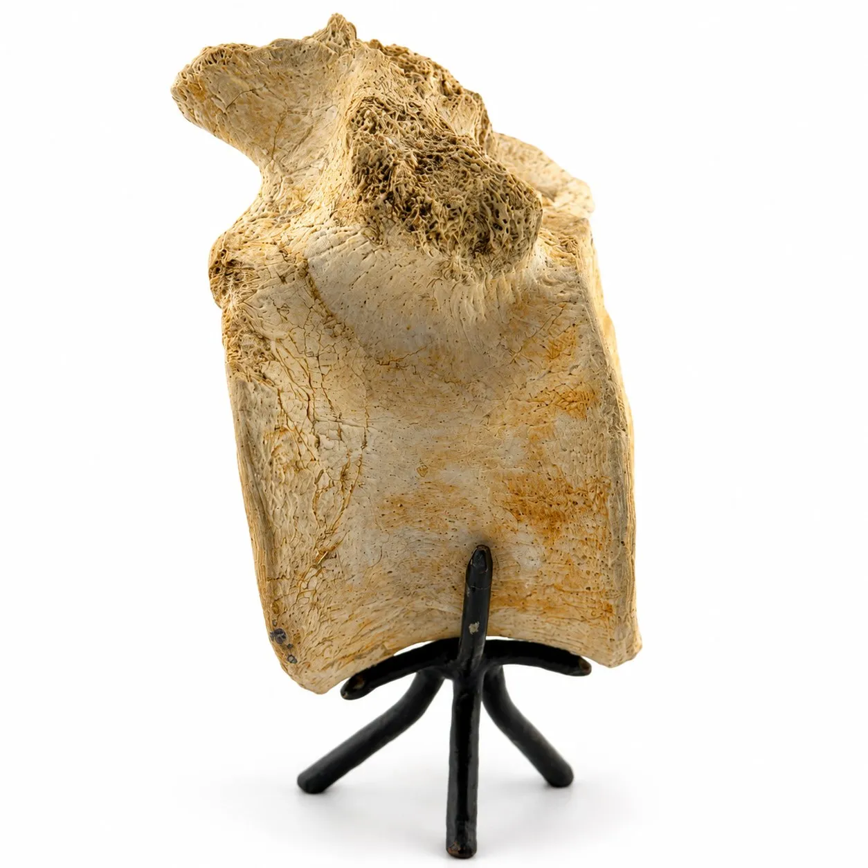 Vértebra Fósil de Zarafasaura oceanis 14 cm