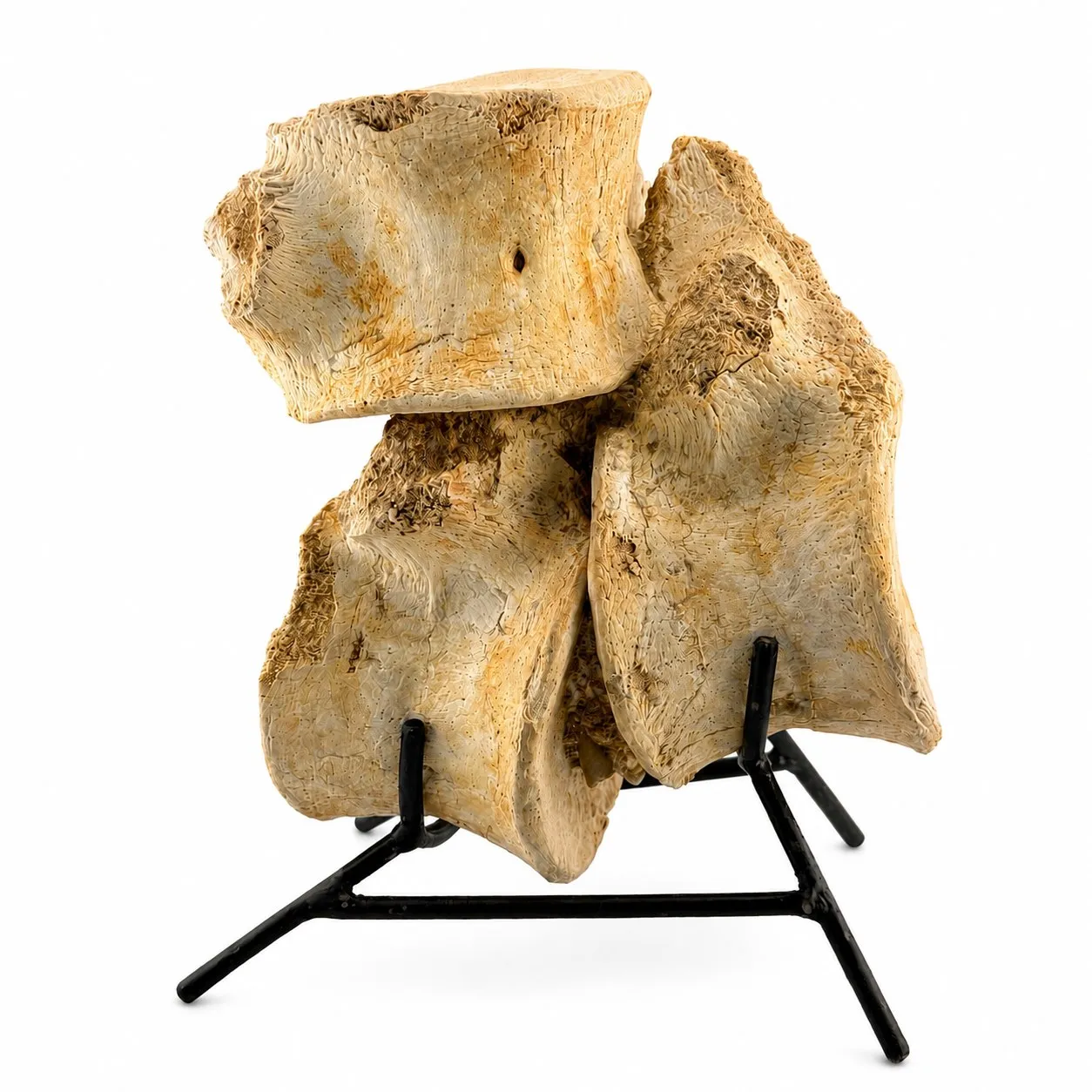 3 Vértebras Fósiles de Zarafasaura oceanis 22 cm