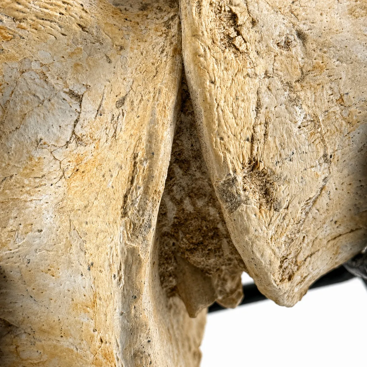 3 Vértebras Fósiles de Zarafasaura oceanis 22 cm