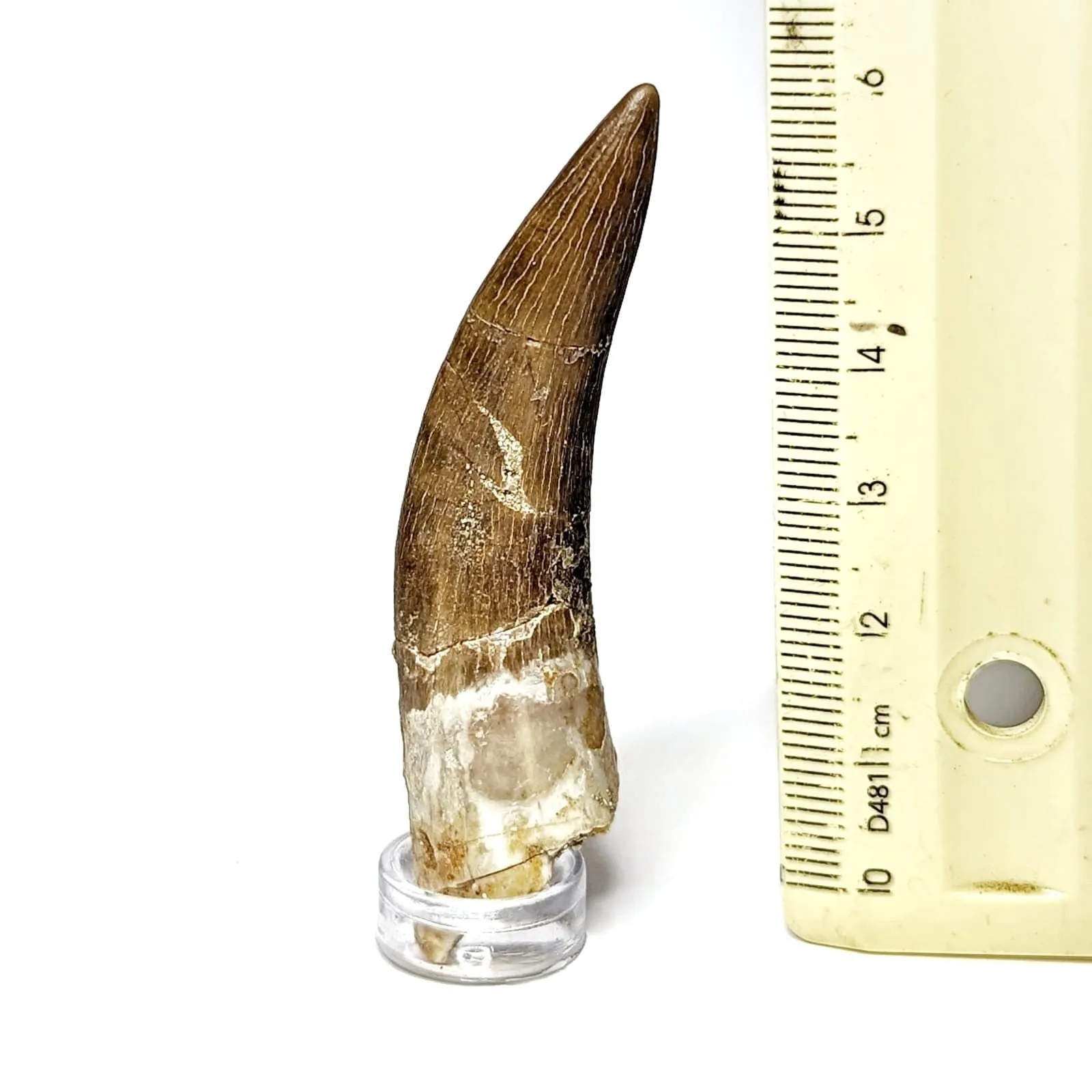 Zarafasaura Oceanis 6 Cm