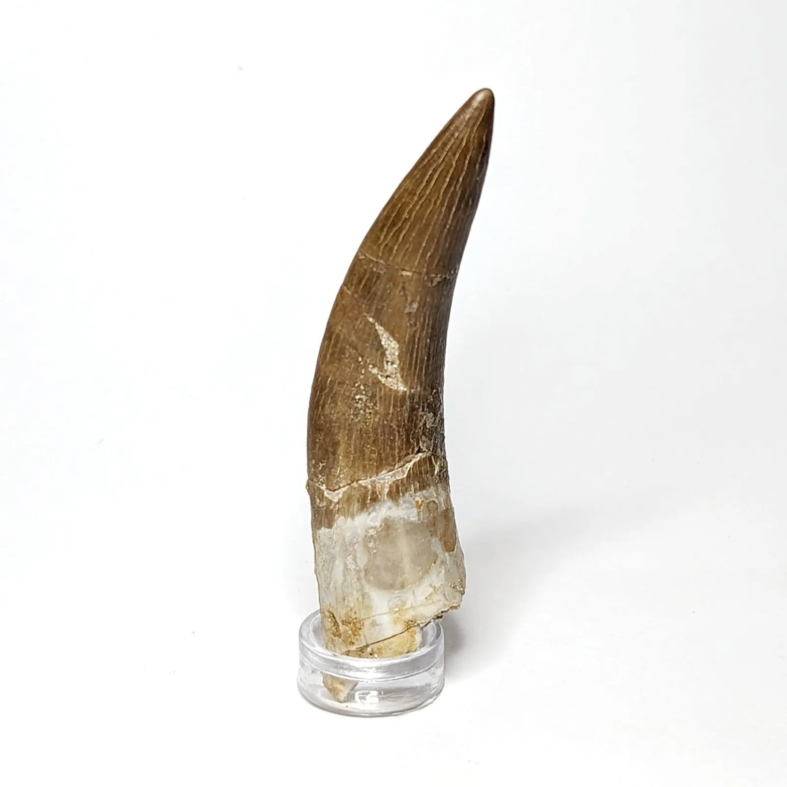 Zarafasaura Oceanis 6 Cm