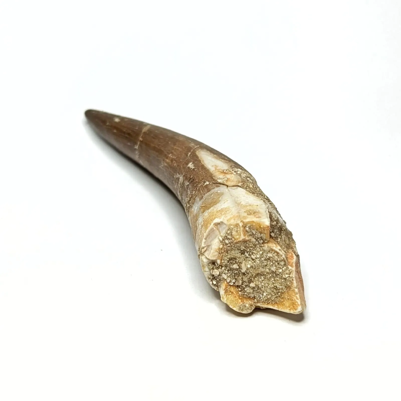 Zarafasaura Oceanis 6 Cm