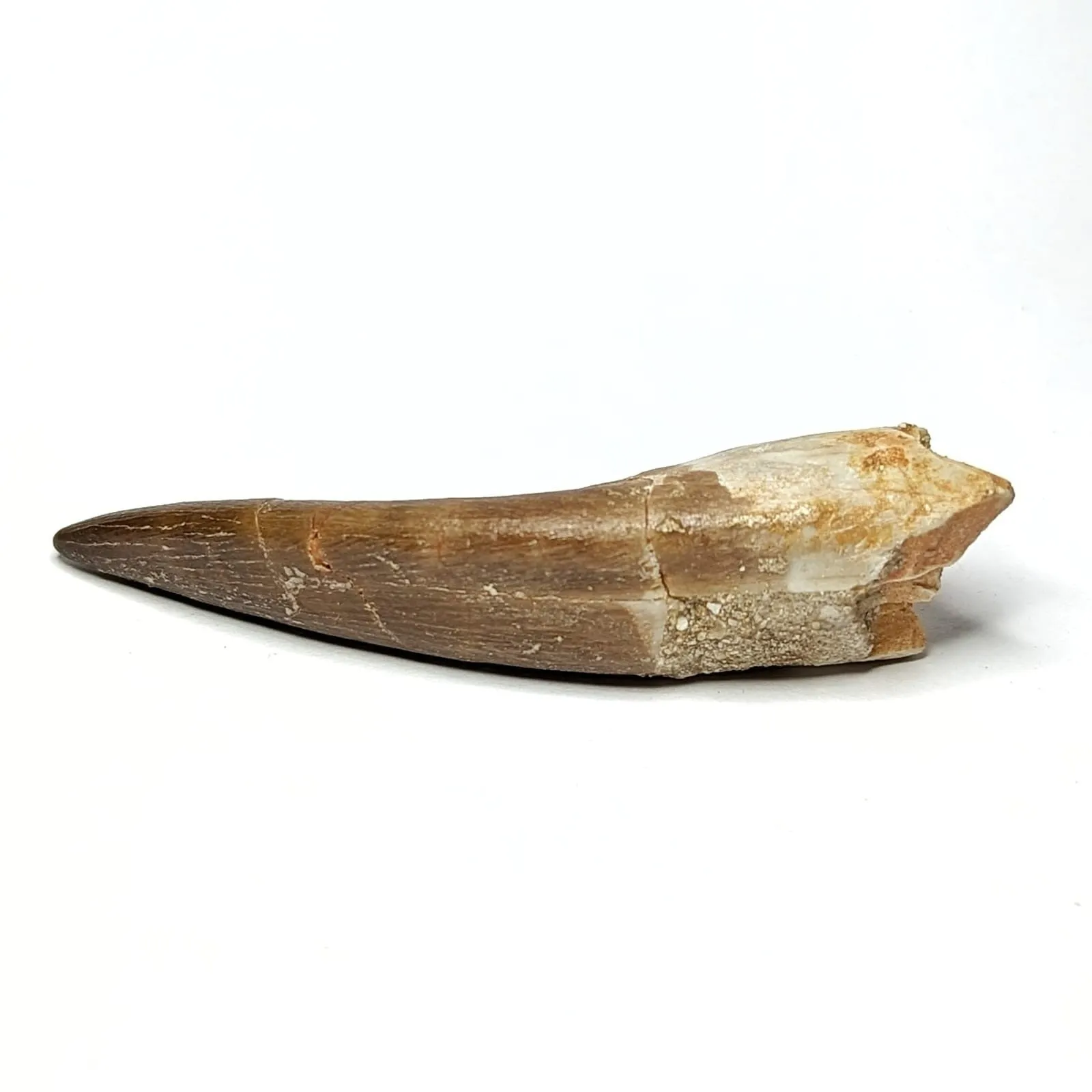 Zarafasaura Oceanis 6 Cm